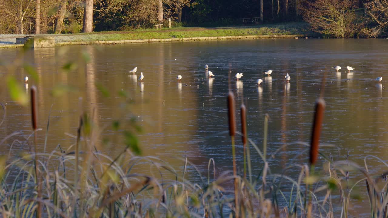 Static Shot Of Flock Of White Gulls Standing On A Frozen Pond In Chesterfield Peak District At Hardwick Hall In The Autumn During Golden Hour