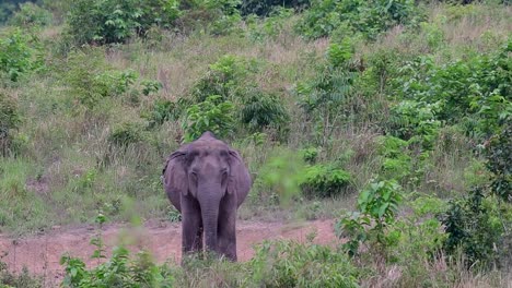 Los-Elefantes-Asiáticos-Son-Especies-En-Peligro-De-Extinción-Y-También-Son-Residentes-De-Tailandia