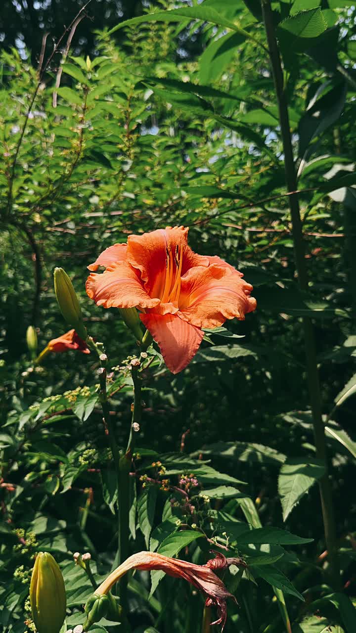lirio de naranja en un jardín