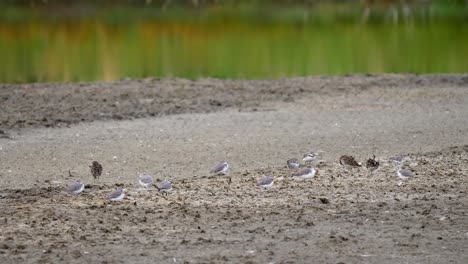 Wrybill-Y-Ave-Lavandera-De-Cola-Afilada-En-Busca-De-Comida,-Plano-Medio