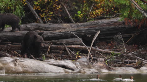 Madre-Grizzly-Bear-Con-Dos-Lindos-Cachorros-Escalando-Y-Explorando-La-Orilla-Del-Río-Atnarko