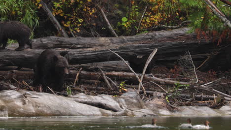 mother grizzly bear with two cute cubs climbing and exploring atnarko river shore