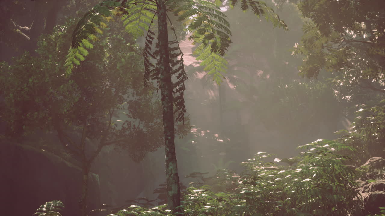 selva densa con niebla y rayos de sol