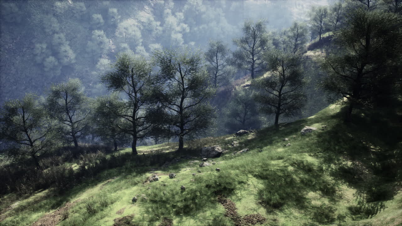 Una bellissima scena boschiva con alberi, erba e luce solare