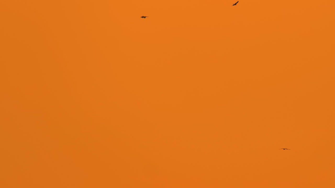 pájaros águila volando en el cielo naranja durante la puesta de sol - toma de ángulo bajo