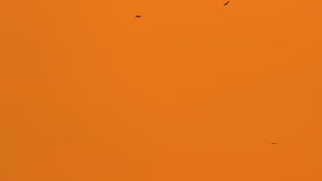pájaros águila volando en el cielo naranja durante la puesta de sol - toma de ángulo bajo