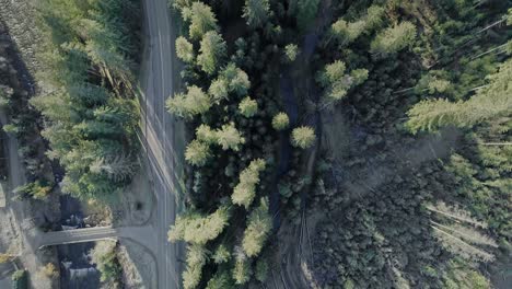 Antena-De-Arriba-Hacia-Abajo-Sobre-Un-Bosque-Siempreverde-Con-Camino-Y-Río-Que-Pasa-A-Través