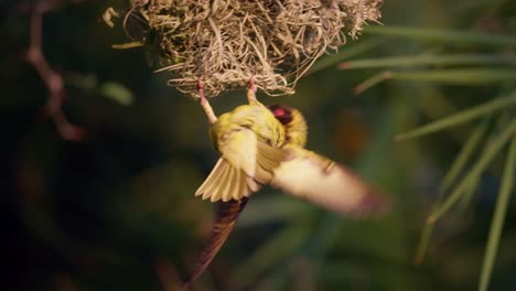 Webervogel-Schlägt-Mit-Den-Flügeln-Unter-Dem-Nest,-Um-Partner-Anzulocken