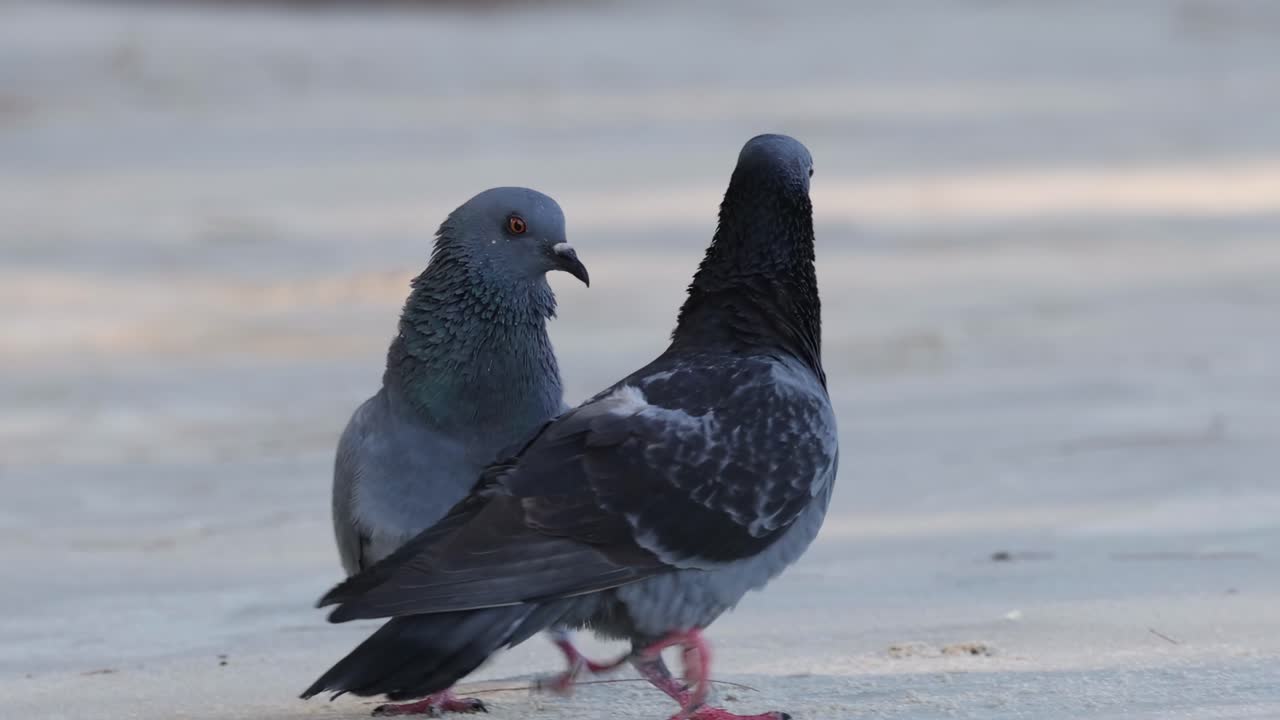 Two pigeons interact closely on a sunlit pavement, displaying social behavior and communication.