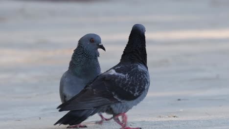 two pigeons interact closely on a sunlit pavement, displaying social behavior and communication.