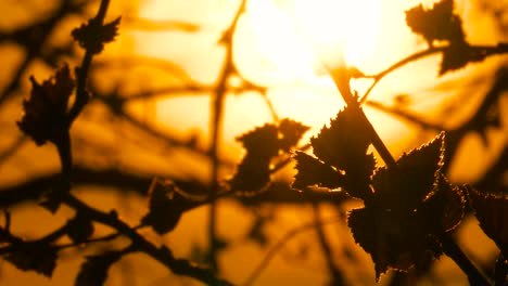 Silhouette-of-birch-branch-with-leaves-flutter-in-wind,-deep-yellow-sunset