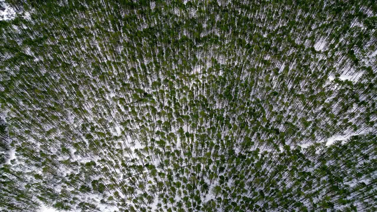 Forest covered in a thick blanket of snow, captured from a high vantage point