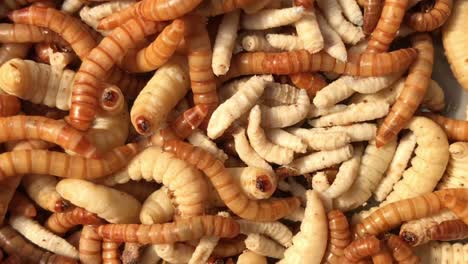 gusanos y gusanos a pantalla completa y primer plano, alimento vivo para pájaros y peces