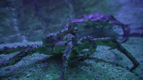 closeup of king crabs standing at seabed in cool blue light