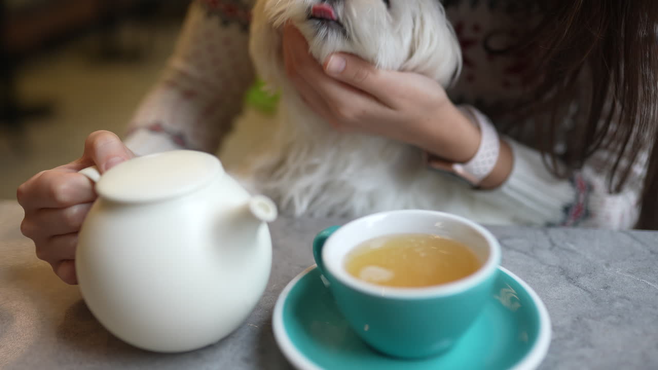 un perro disfrutando del té en una acogedora cafetería