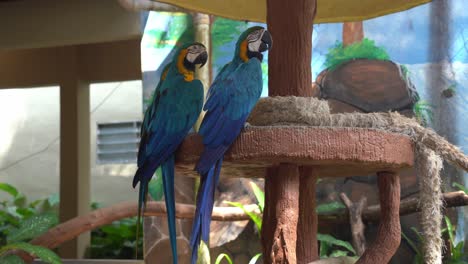 blue and yellow macaw, ara ararauna with vivid and colourful plumage, perching side by side, falling asleep in the afternoon, dozing off with eyes half close, wildlife close up shot