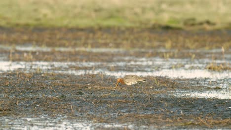 Black-tailed-godwit-close-up-in-spring-migration-wetlands-feeding-in-morning-light