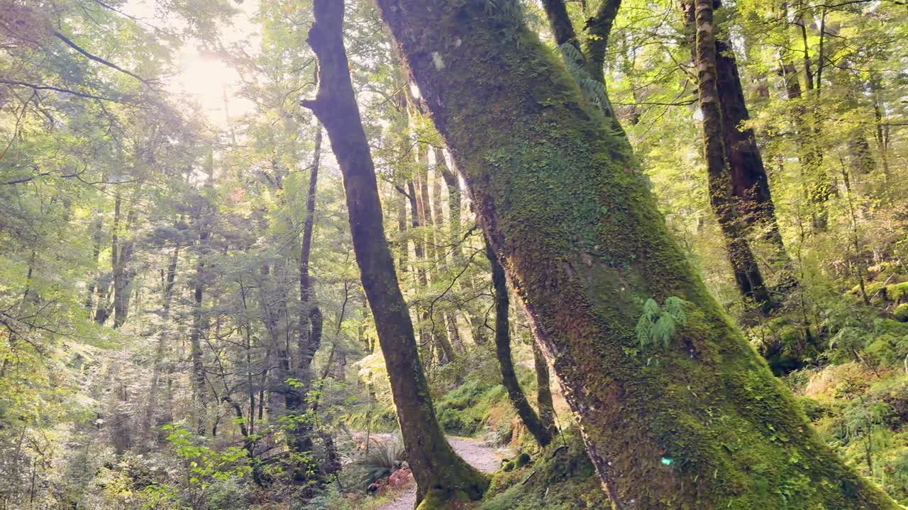 Camera pans through lush temperate forest, sunlight filtering through moss-covered trees, serene atmosphere