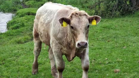 Young-cow-with-tags-walking-towards-camera-close-up-on-green-rainy-wet-farmland-pasture