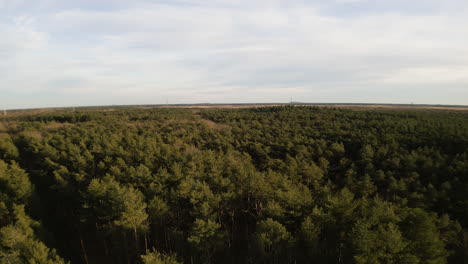 Steigen-Sie-über-Die-Wipfel-Der-Kiefernwälder-Hinauf