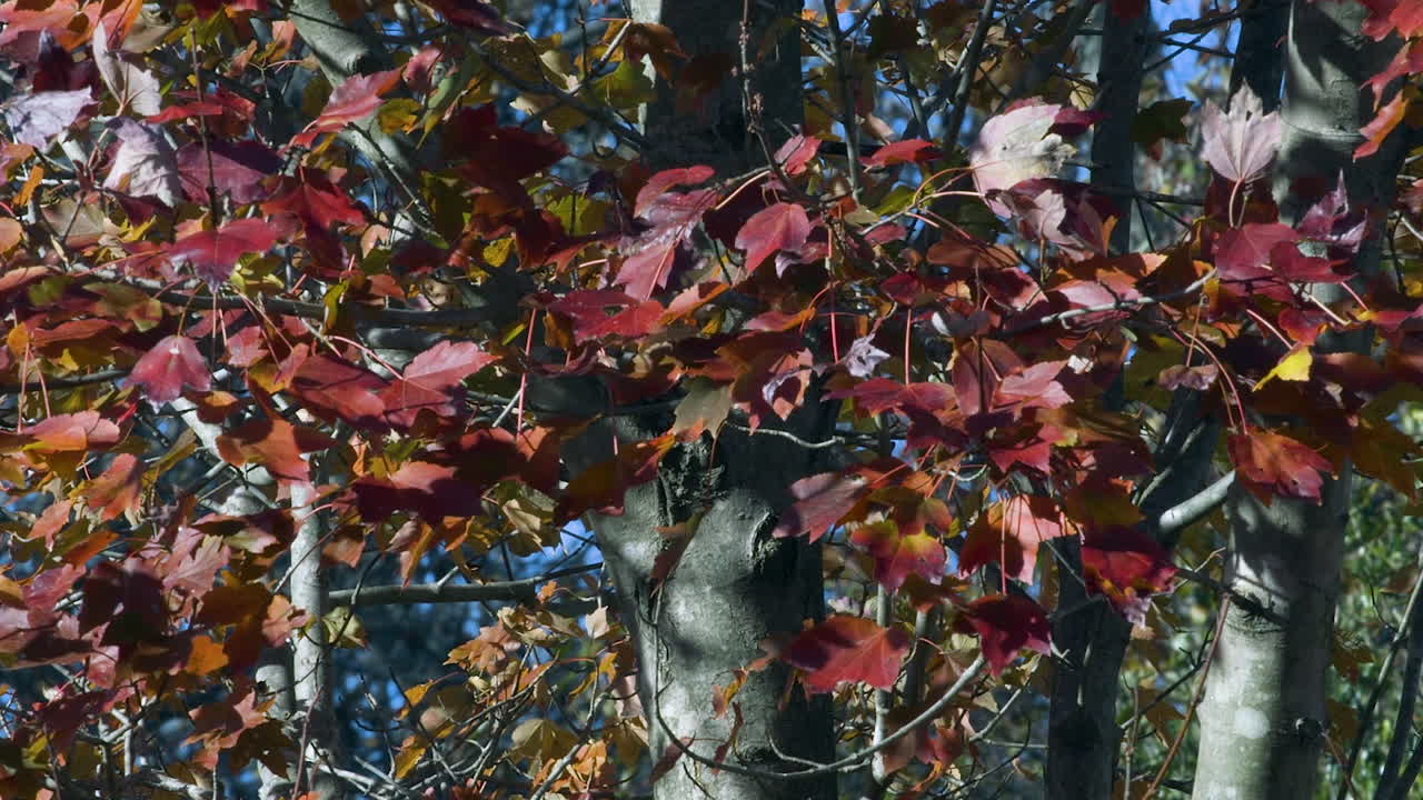선선한 가을 오후 나뭇가지에 달라붙은 붉은 단풍