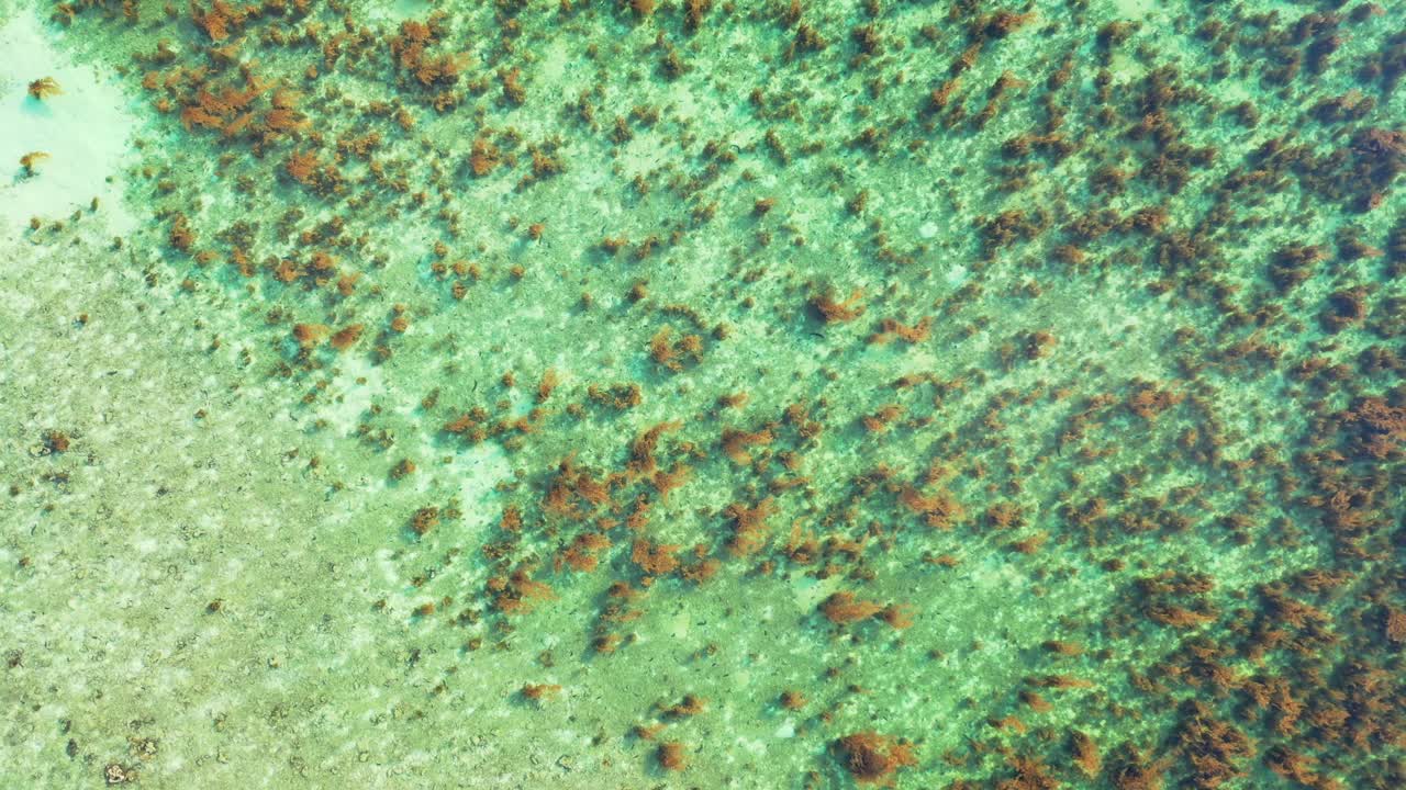Brown coral reefs pattern, growing on white sand of sea bottom under warm clear water of shallow lagoon in Australia