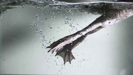 rana toro nadando en cámara lenta bajo el agua fondo blanco