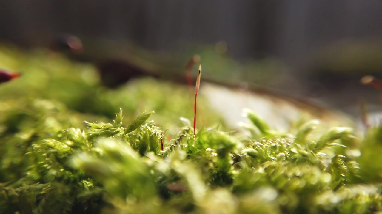 Moss on a tree trunk. Shooting of macro.