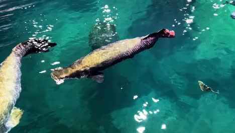 Manatí-Nadando-En-El-Acuario---Cerrar