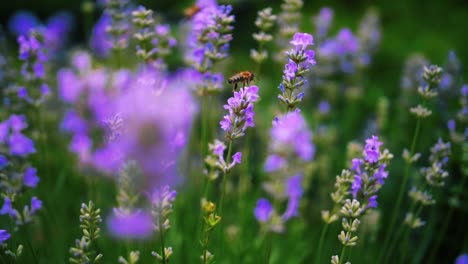 toma en cámara lenta de una abeja diligente, volando y cosechando el polen de flores moradas con fondo borroso
