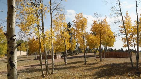 park with birch trees in autumn colors - static shot
