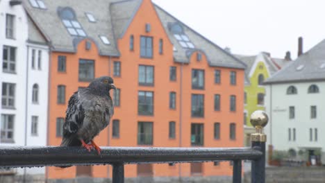 Bird-chilling-on-a-railing-in-a-city-where-its-raining