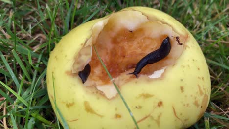 pequeño caracol negro comiendo manzana caída en el suelo