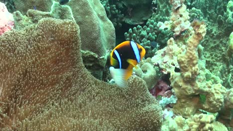 el pez payaso de clark se acerca a la anémona de mar en el arrecife de coral
