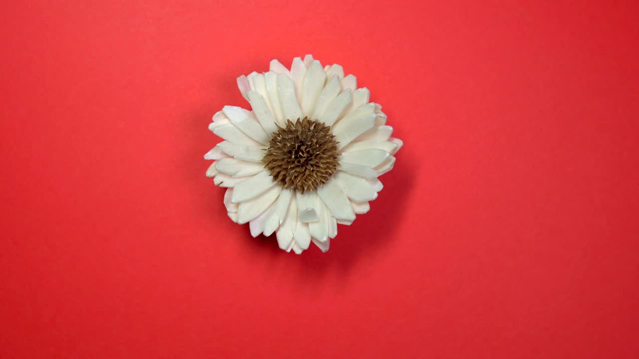 hermosa flor de margarita blanca girando lentamente sobre un fondo amarillo giratorio.