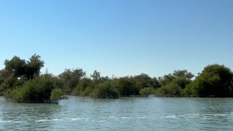 Paseos-En-Bote-En-El-Bosque-De-Manglares-Qatar-Paisaje-Natural-De-Atracción-Turística-Naturaleza-Senderismo-Aventura-Destino-De-Viaje-Fresco-Maravilloso-Fondo-Escénico-De-árbol-En-El-Mar-Agua-Efecto-De-Marea