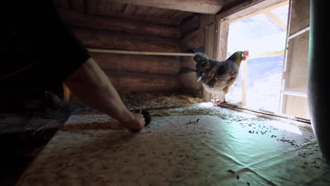 cleaning farm chicken's coop house of extra fodder