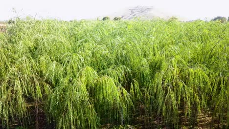 無人機拍攝的水果樹和裝飾植物幼兒園