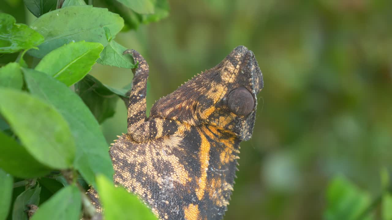 черный и оранжевый камелеон спокойно сидит на дереве в джунглях, мадагаскар, носи бе, африка