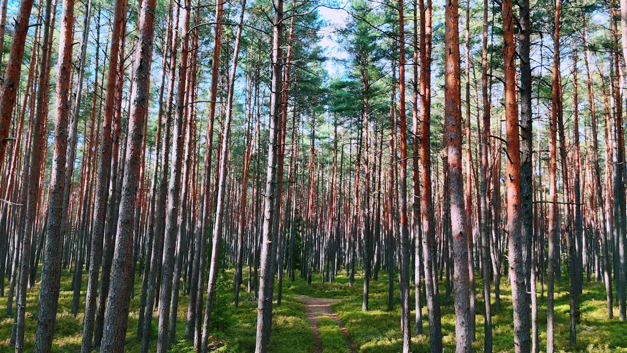Słoneczna leśna ścieżka między wysokimi sosnami. Cienie drzew padające na jasną leśną ścieżkę wśród wysokich, smukłych sosen