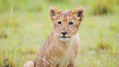 slow motion of cute baby lion cub close up portrait, small adorable little baby animals, lions in africa on african wildlife safari in kenya, animal face looking around at camera in maasai mara