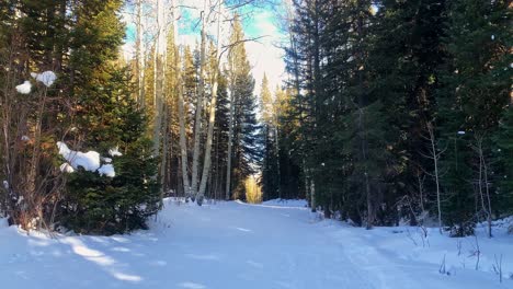 Tilt-up-shot-revealing-a-beautiful-snowy-path-surrounded-by-tall-aspen-and-pine-trees-at-a-ski-resort-in-Colorado-on-a-warm-sunny-clear-day