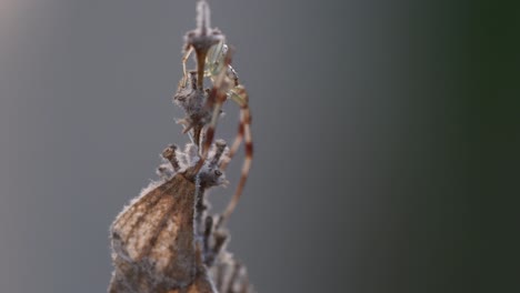 a male adult crab spider moves on top of a dry lavender flower