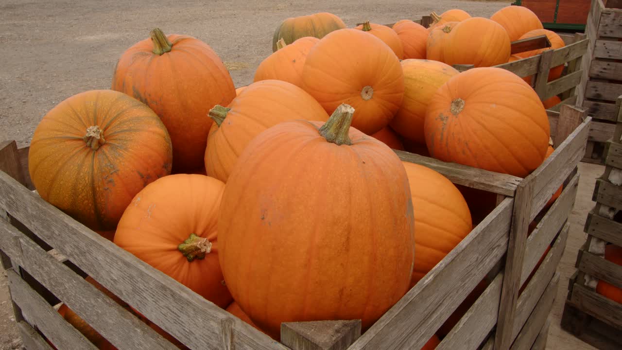 tiro de calabazas en cajas de madera en el patio de la granja