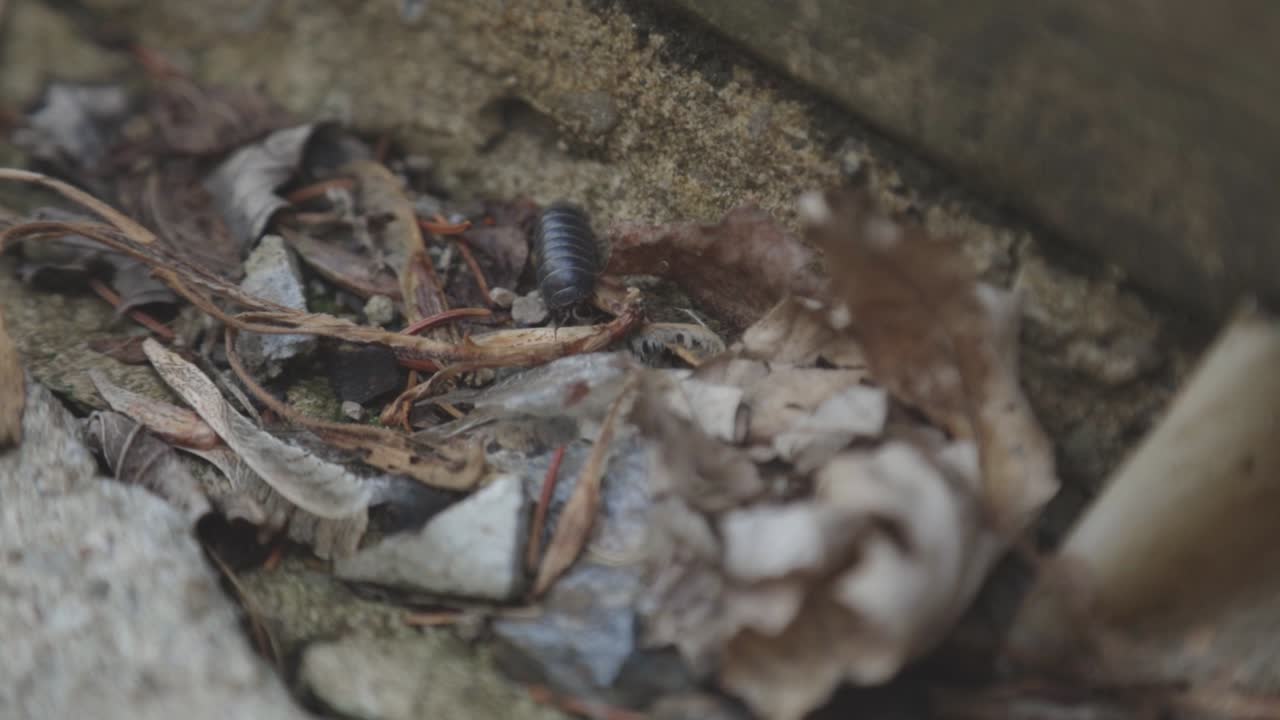 Potato Bug Crawling In The Garden With Dried Leaves - Closeup Panning Shot