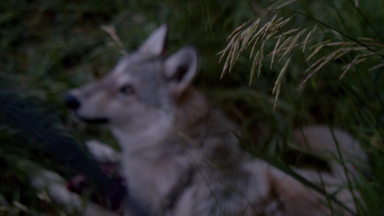 A grey wolf named Koa.