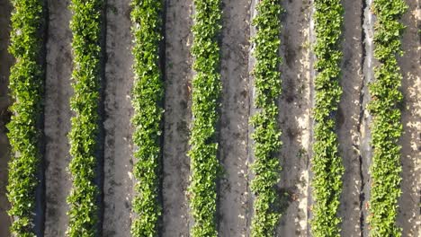 Strawberry-Rows-Drone-View