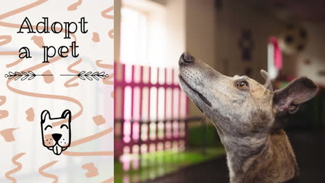 animación de adoptar un texto de mascota sobre el icono del perro y el perro