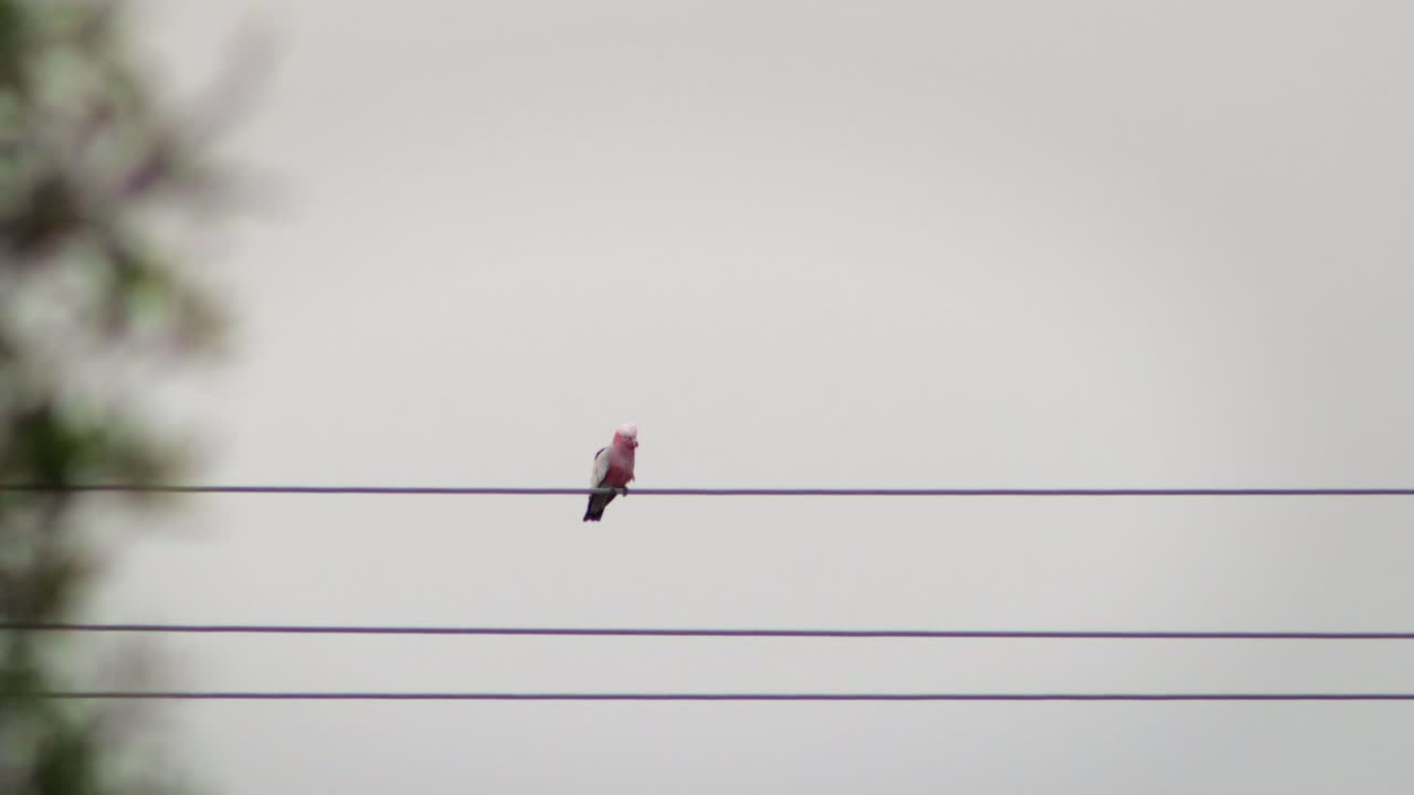 Galah Bird Perched On Powerline Cable, Daytime Clear Sky, Maffra, Gippsland, Victoria, Australia