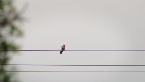 galah bird perched on powerline cable, daytime clear sky, maffra, gippsland, victoria, australia